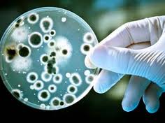  زیست فناوری (بیوتکنولوژی)- گرایش میکروبی